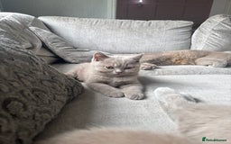 British Shorthair cats for sale: Lilic GCCF registered active champion lines  - Image 7
