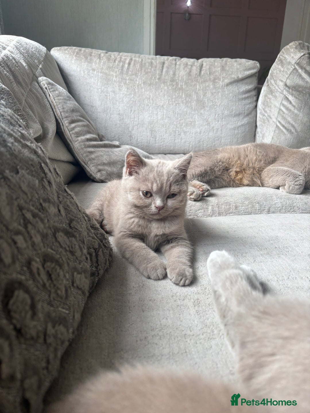 British Shorthair cats for sale: Lilic GCCF registered active champion lines  - Image 7