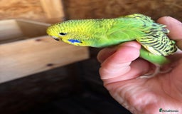 Budgerigars birds for sale: Young Budgies  - Image 8