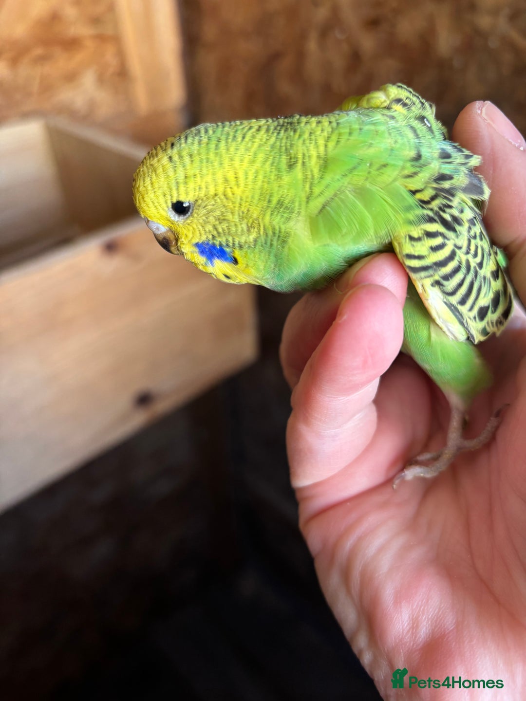 Budgerigars birds for sale: Young Budgies  - Image 8