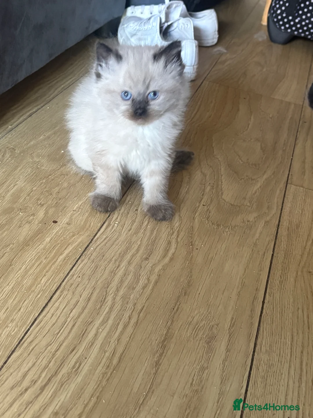 Ragdoll cats for sale: Beautiful, fluffy ragdoll kittens - Advert 2