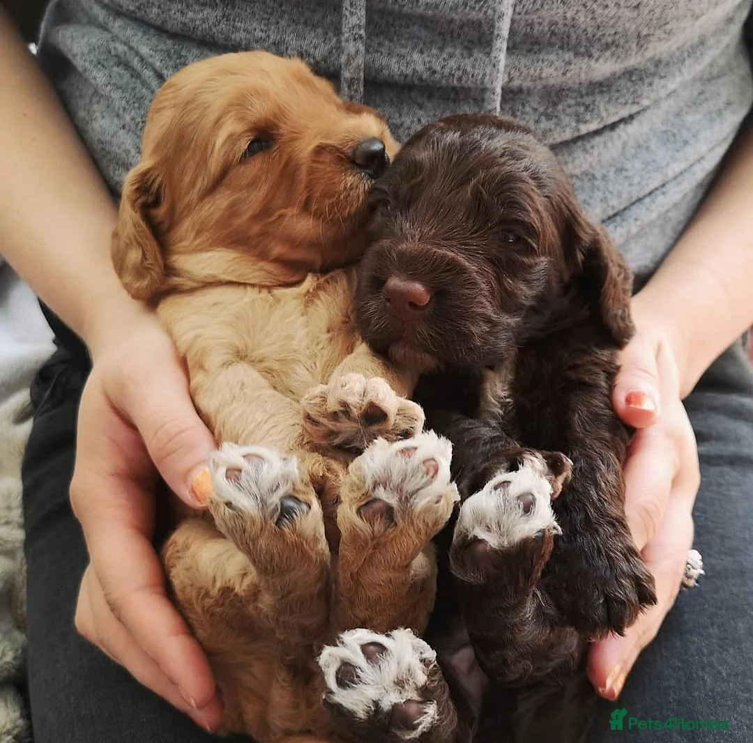 Miniature Poodle dogs for stud: Miniature Poodle DNA tested Stud. Apricot in Pershore - Advert 9