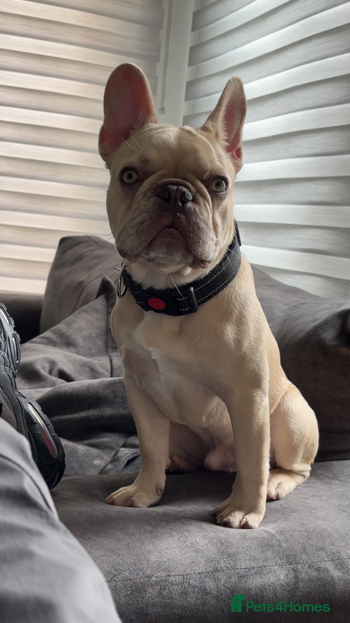 French Bulldog dogs 6 month French bulldog  - Advert 3