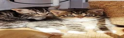 Mixed Breed cats for sale: Beautiful kittens for sale - Advert 5