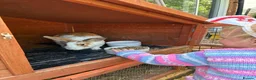 Mini Lop rabbits for sale: Mini lop and English spot looking for new home  - Advert 2
