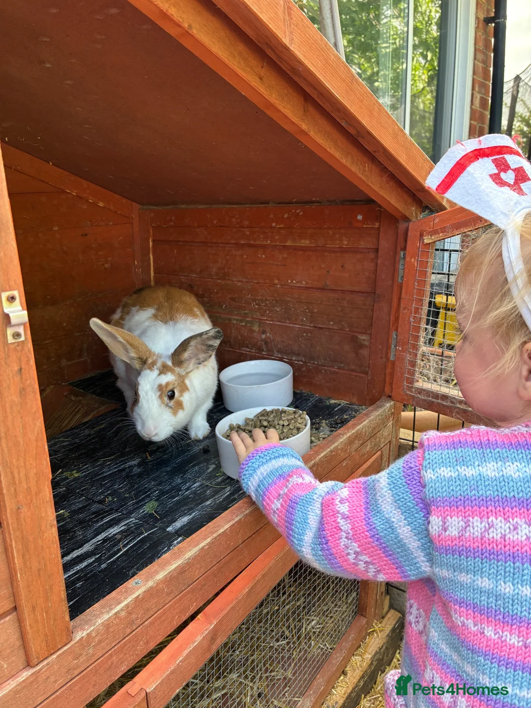 Mini Lop rabbits for sale: Mini lop and English spot looking for new home  - Advert 2