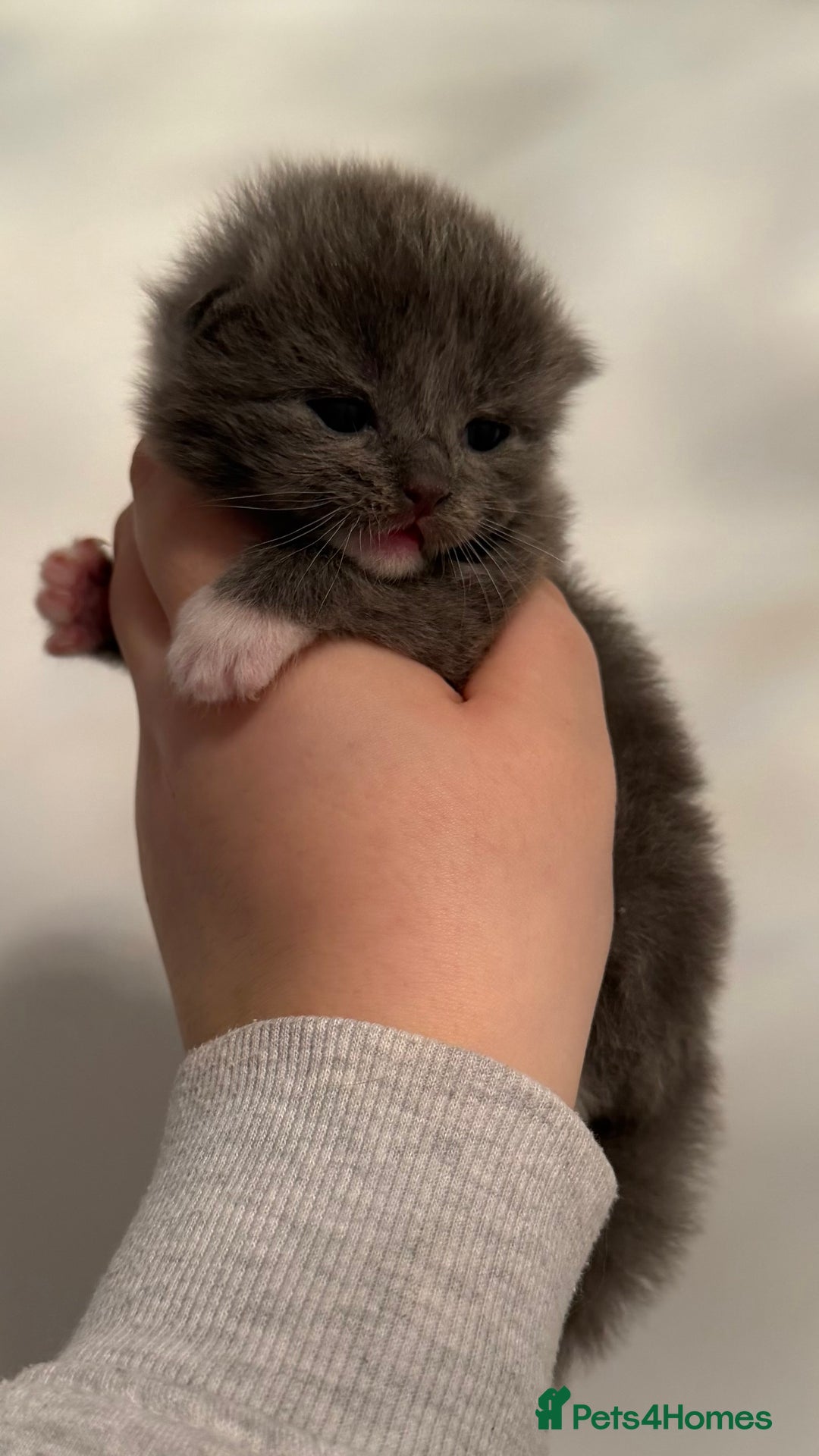 Ragdoll cats for sale: British longhair x ragdoll kittens✨ - Advert 9