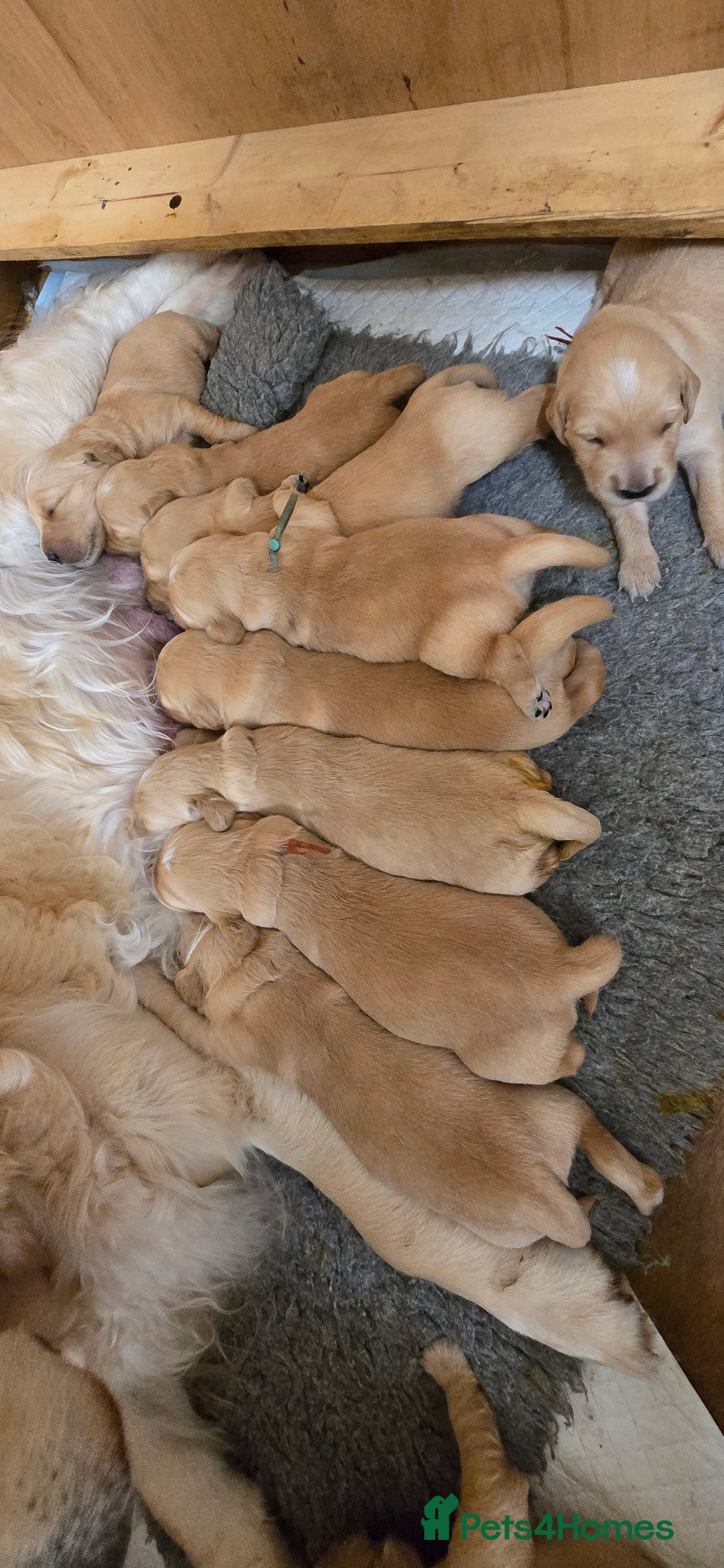 Golden Retriever dogs for sale: Fully health tested golden retriever puppys - Advert 15