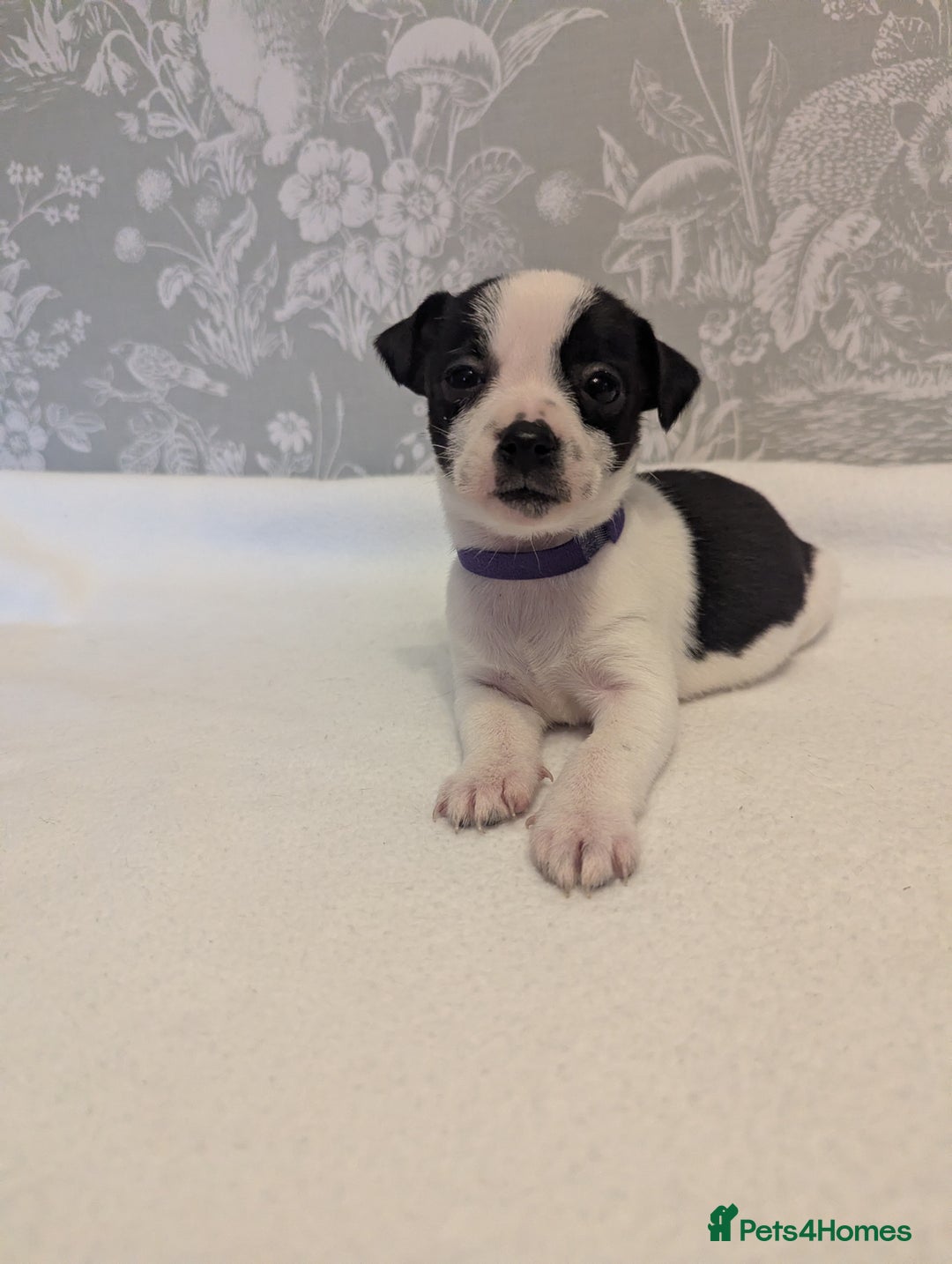 Jack Russell dogs for sale: Jack Russell puppies  - Advert 5