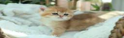 British Shorthair cats for sale: Beautiful Golden Chinchilla Kittens - Advert 18