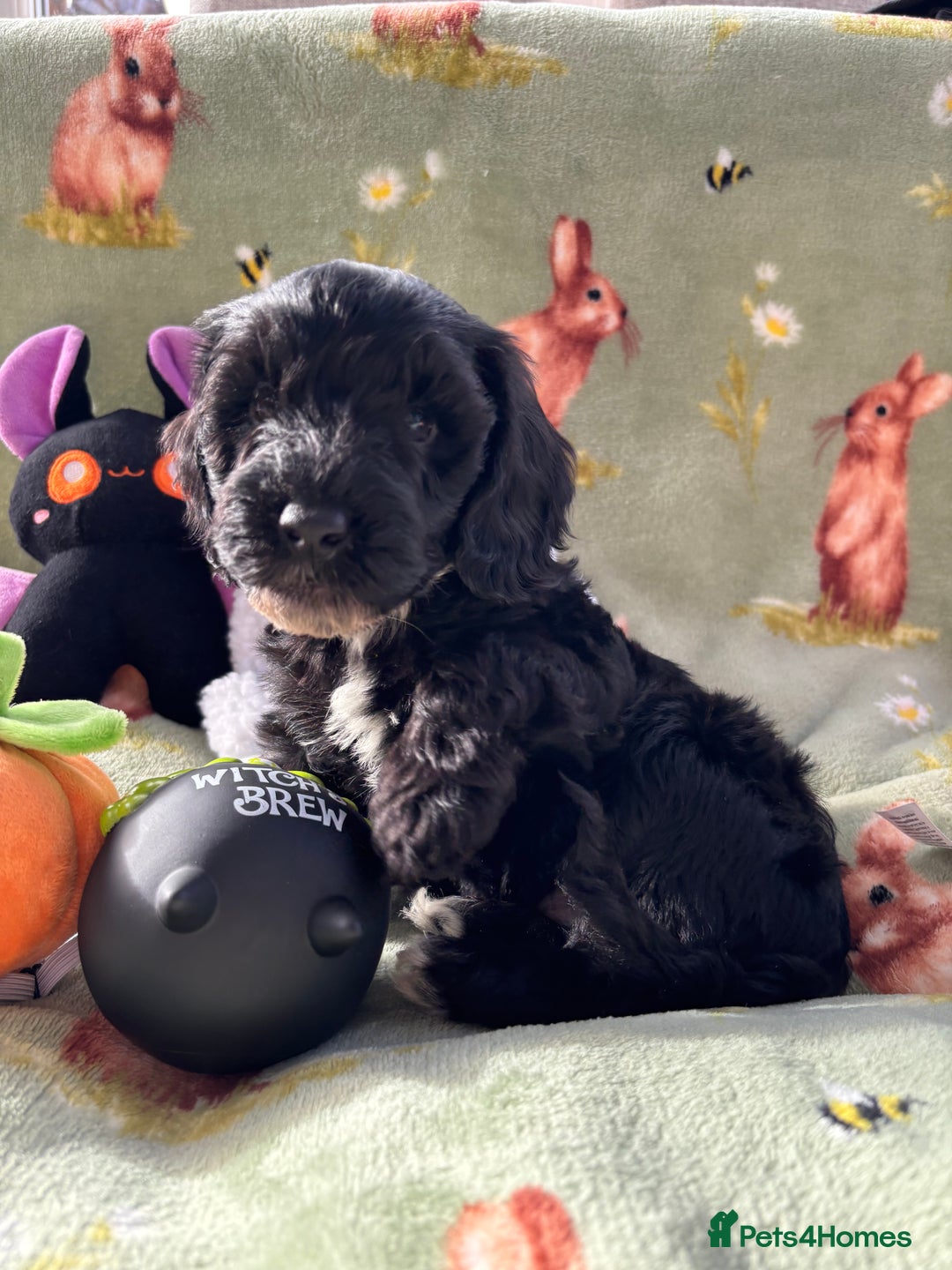 Cockapoo dogs for sale: PRA clear F1b Cockapoo puppies  - Image 28