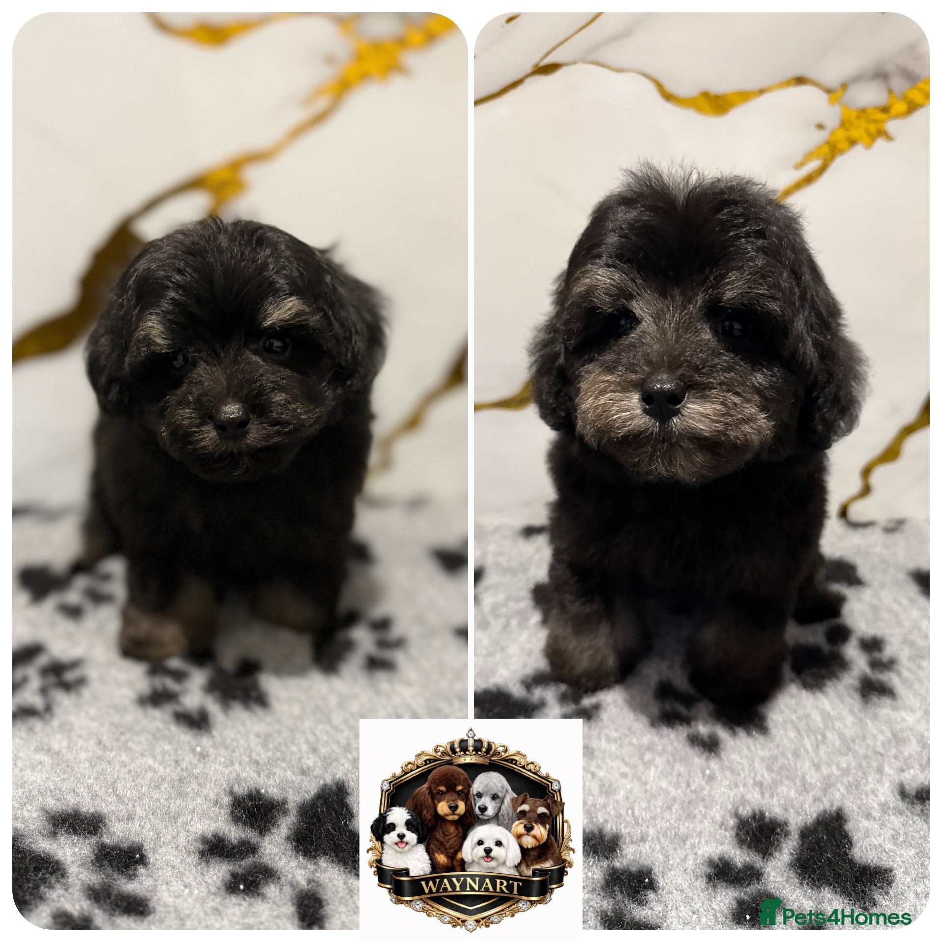 Schnoodle dogs 💫 OUTSTANDING DNA CLEAR FLUFFY SCHNOODLES 💫 - Advert 1