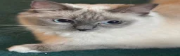 Ragdoll cats for sale: 4 beautiful blue point ragdoll kittens  - Advert 21