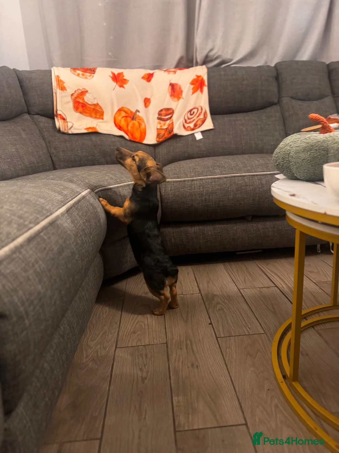 Jack Russell dogs for sale: Wenlock Jack Russell miniature  in Southampton - Advert 11