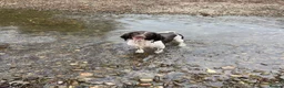 English Springer Spaniel dogs for sale: Springer spaniel puppies due soon  - Advert 4