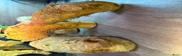 Iguana reptiles for sale: Green iguana 11 months old plus set up - Advert 16