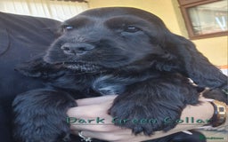 Cocker Spaniel dogs for sale: Pedigree English Show Cocker Spaniel Puppies - Image 4