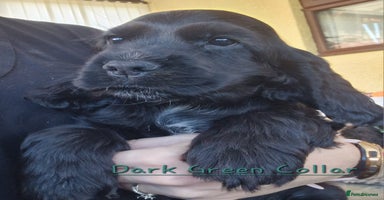 Cocker Spaniel dogs - Advert 4