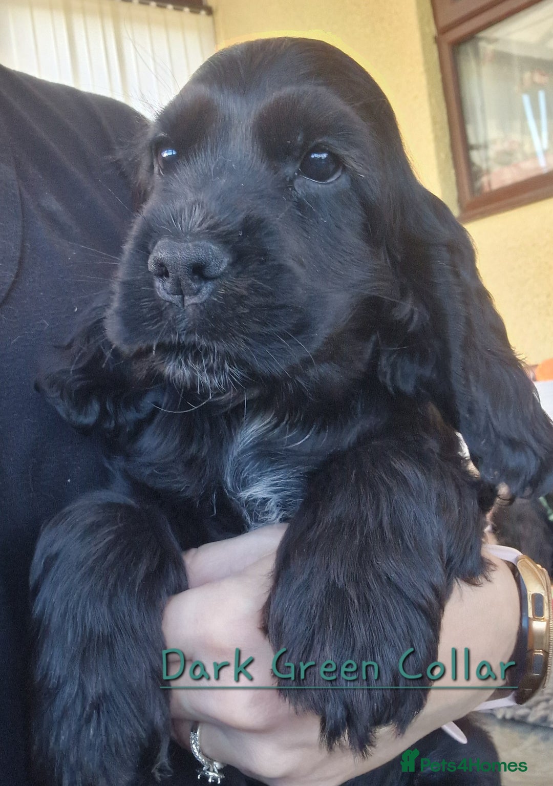 Cocker Spaniel dogs for sale: Pedigree English Show Cocker Spaniel Puppies - Image 4
