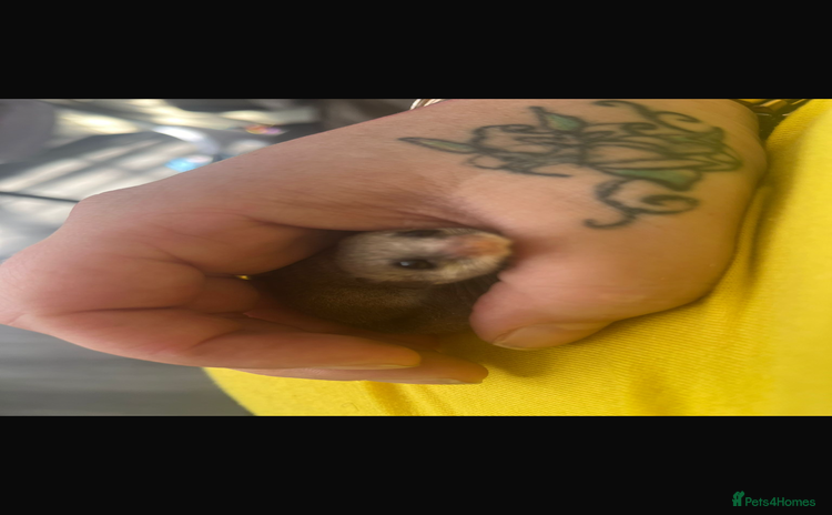 Mouse rodents - Advert 2