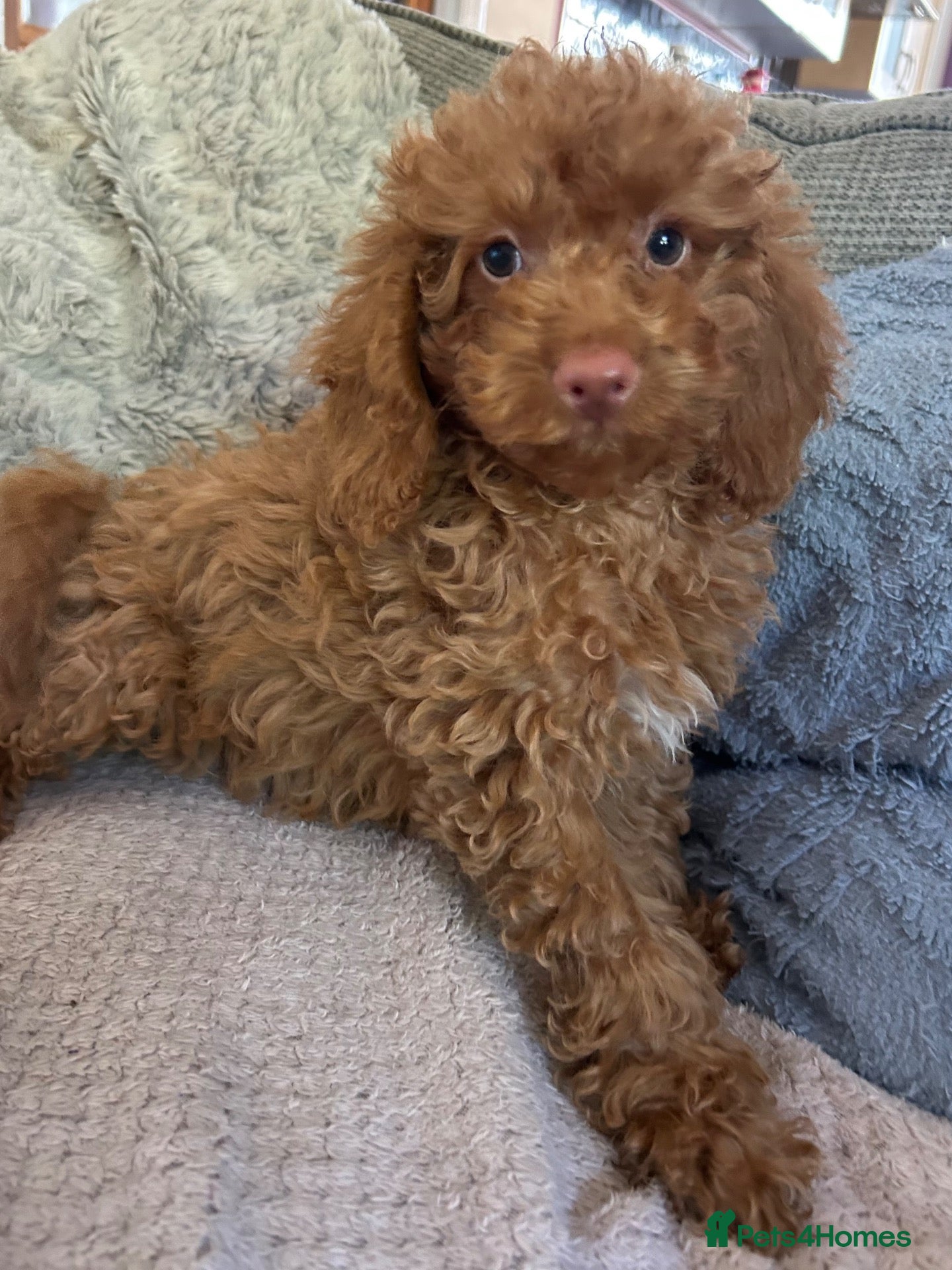 Cockapoo dogs cockapoo puppies forsale  - Advert 1