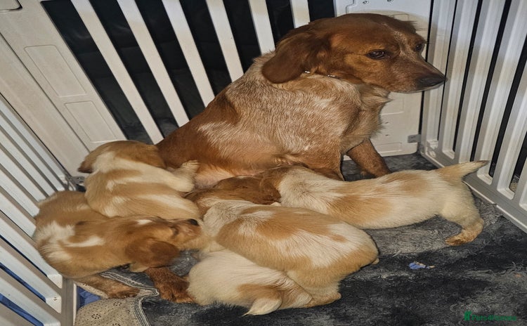 Brittany Spaniel dogs - Advert 1