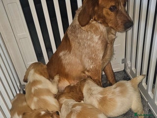 Brittany Spaniel dogs - Advert 1