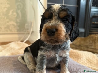 Cocker Spaniel dogs Show cocker spaniels - Advert 5