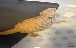 Dragon reptiles for sale: Female Leatherback Bearded Dragon - Image 3