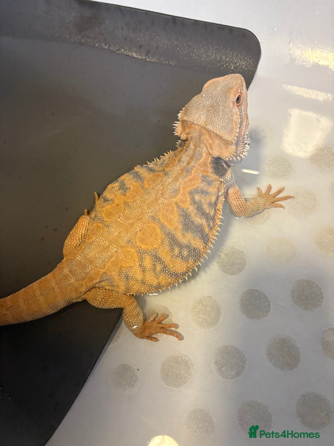 Dragon reptiles for sale: Female Leatherback Bearded Dragon - Image 3