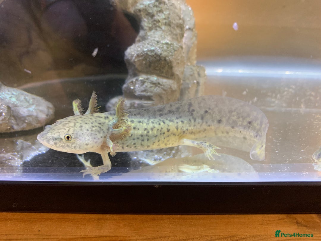 Axolotl reptiles for sale: Nicely grown on Axolotls mixed colours - Image 2
