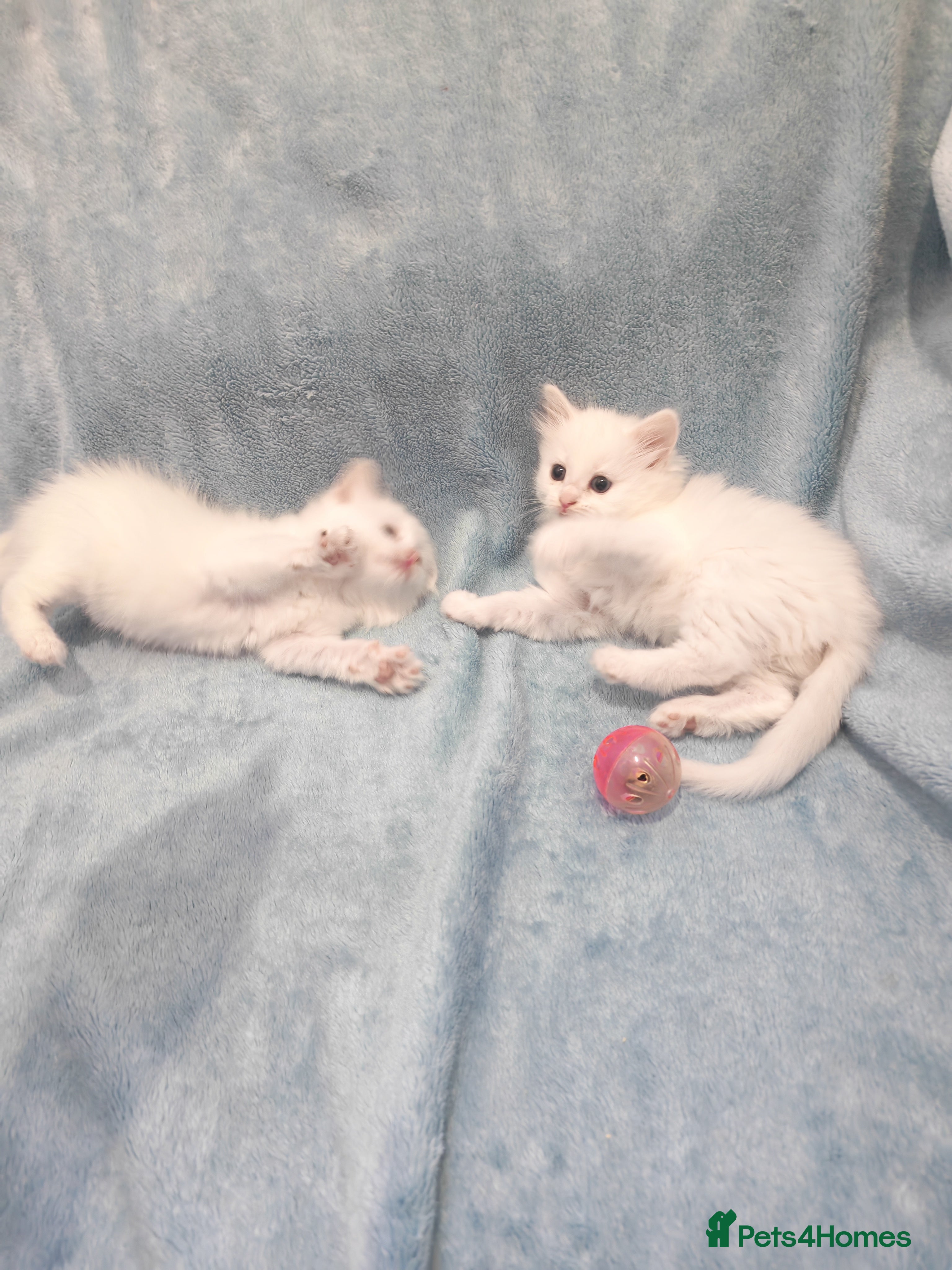 Mixed Breed cats for sale: FLUFFY GIRLS VIDEOS - Advert 1