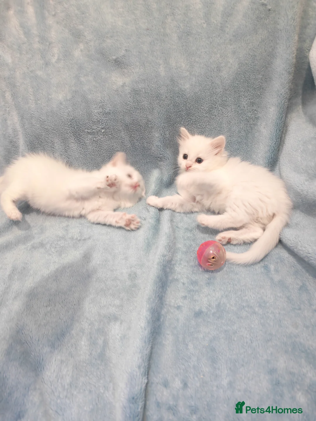 Mixed Breed cats for sale: FLUFFY GIRLS VIDEOS - Advert 1