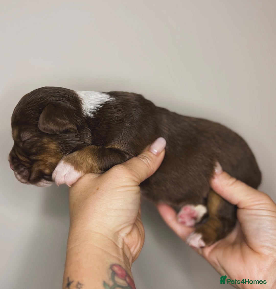 Olde English Bulldogge dogs for sale: The BEST visual fluffy oebs available ⭐️  - Image 4