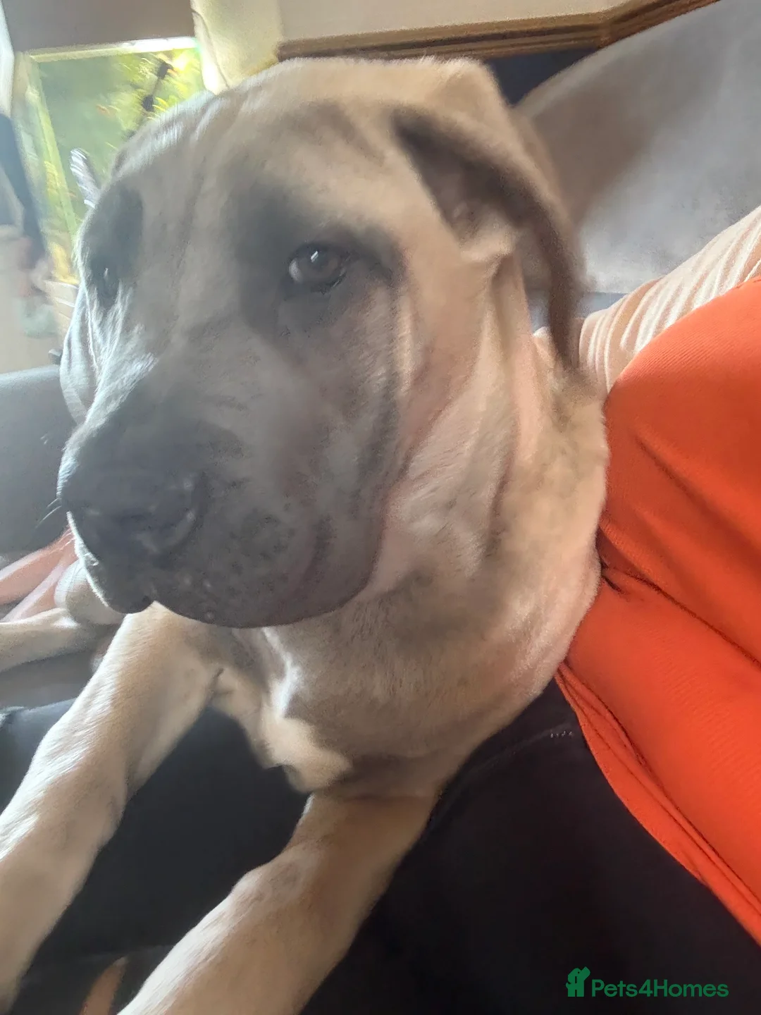 Cane Corso dogs for sale: Cane corso - Advert 7