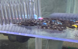 Plecos fish for sale: L333 Plecos - Image 2