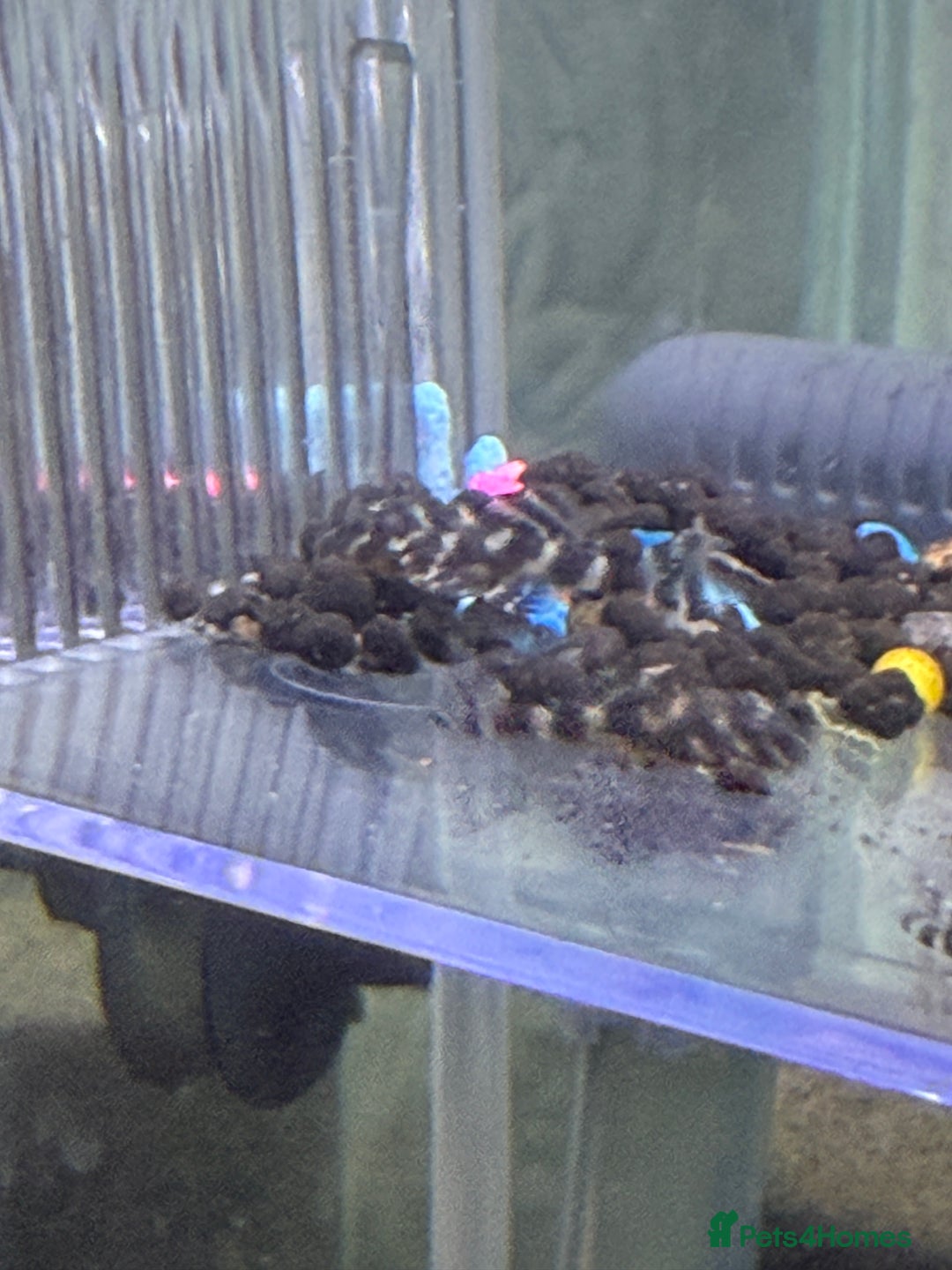 Plecos fish for sale: L333 Plecos - Image 2