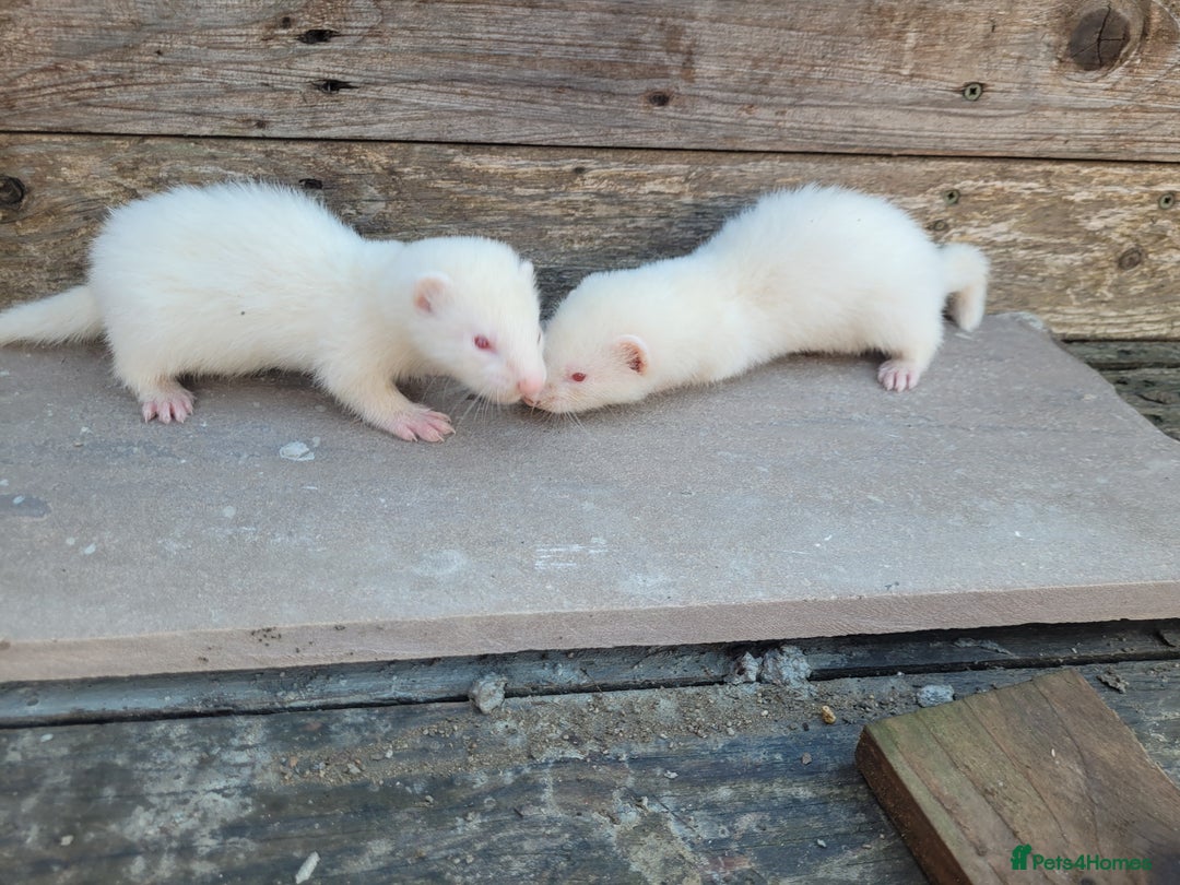 Ferret rodents for sale: Albino ferrets  - Image 7