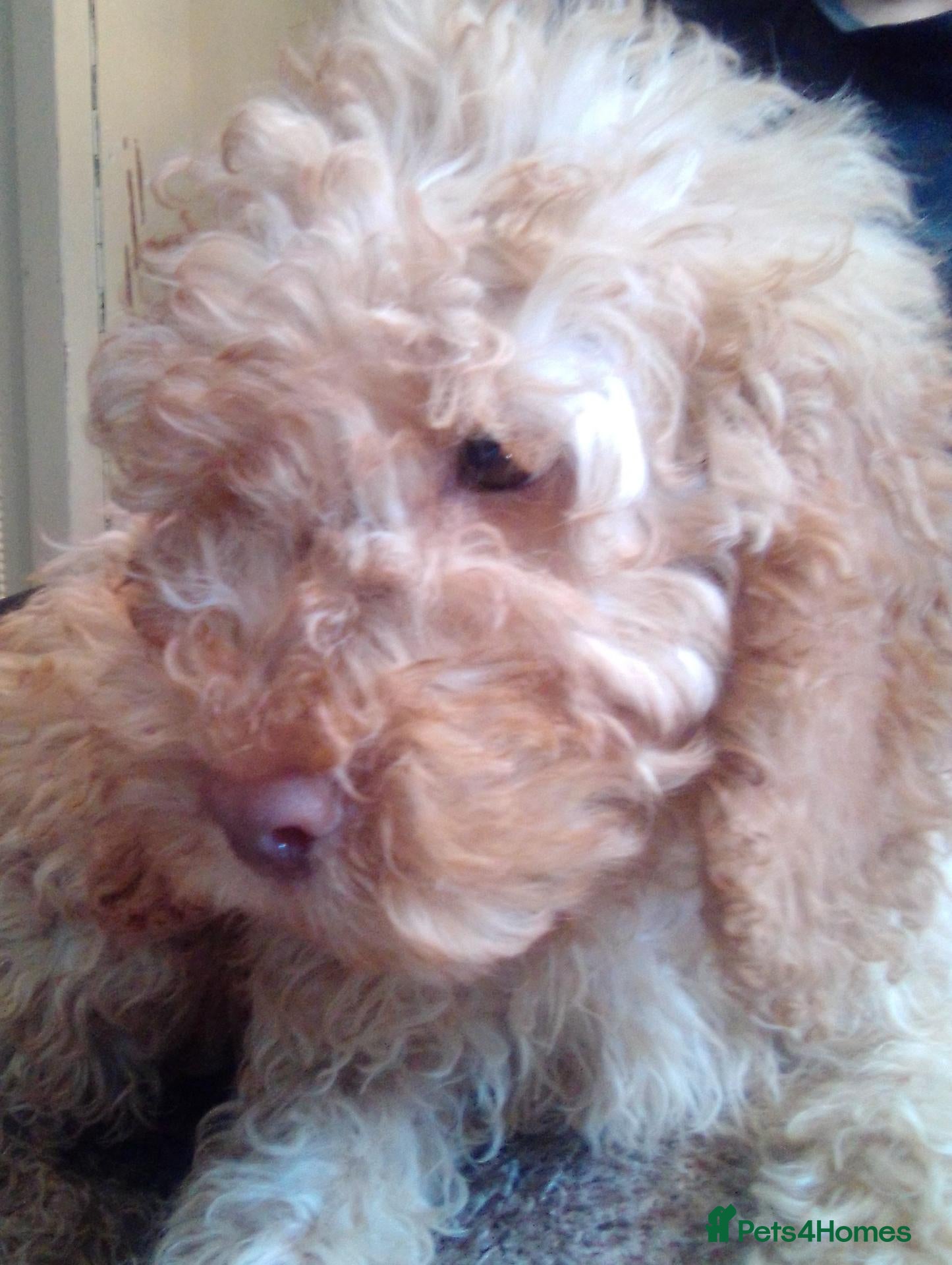 Cockapoo dogs Gorgeous Cockapoos  - Advert 2