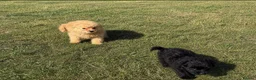 Maltipoo dogs for sale: Maltipoo puppies  in Epping - Advert 3