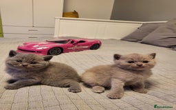 British Shorthair cats for sale: 🏅TOP Quality GCCF Reg British Shorthair Kittens🏆 - Image 6