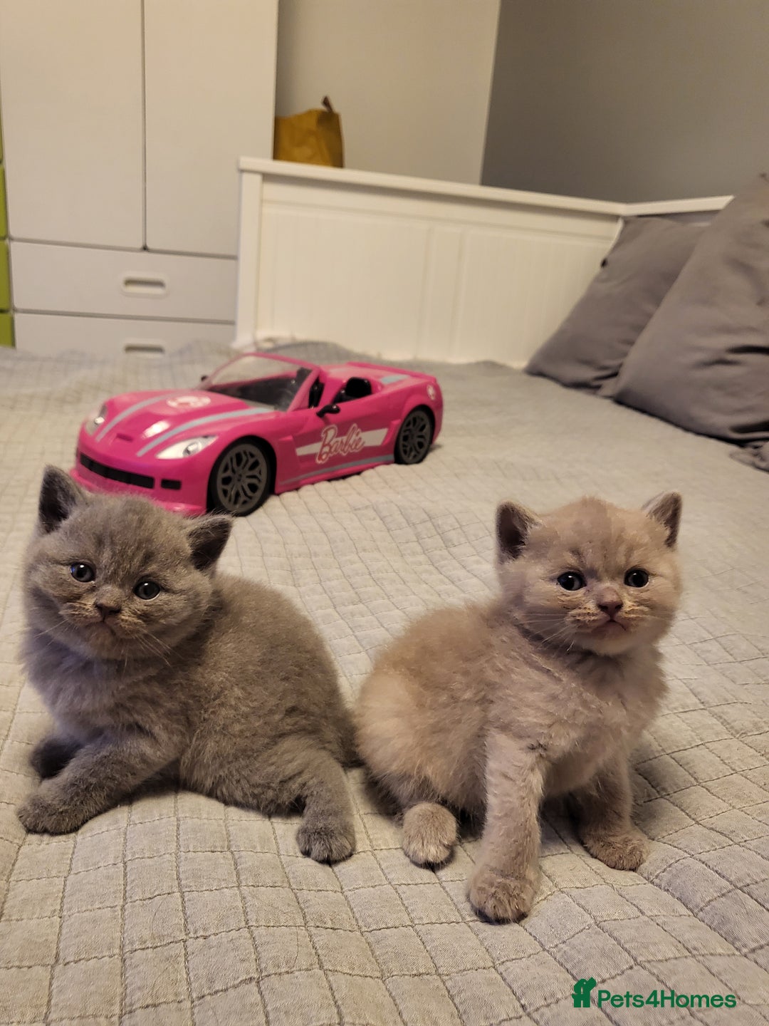 British Shorthair cats for sale: 🏅TOP Quality GCCF Reg British Shorthair Kittens🏆 - Image 6