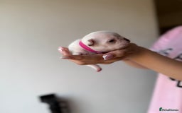 French Bulldog dogs for sale: French bull dogs for sale  - Image 13