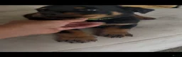 Rottweiler dogs for sale: Stunning litter of Rottweiler babies  - Advert 17