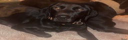 Mixed Breed dogs for sale: Labrador x pups - Advert 2