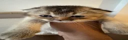 Scottish Fold cats for sale: Scottish fold and British shorthair kittens - Advert 38