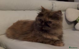 Persian cats for sale: Last Outstanding Persian baby available! in Grays - Image 6