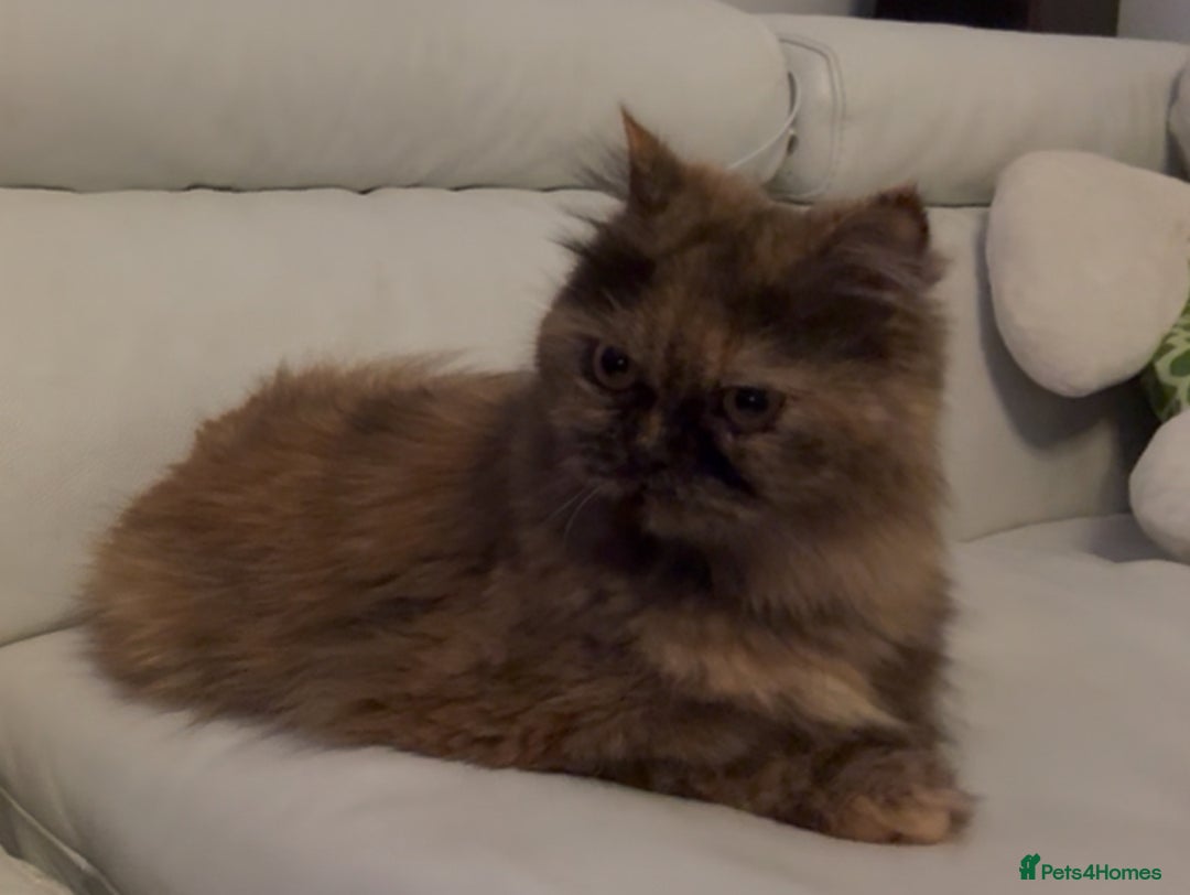 Persian cats for sale: Last Outstanding Persian baby available! in Grays - Image 6
