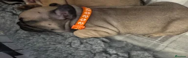 French Bulldog orange collar 