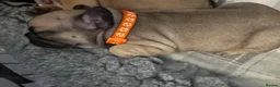 French Bulldog dogs for sale:  🐾 STUNNING KC REG FRENCH BULLDOG PUPPIES  in Livingston - Advert 30